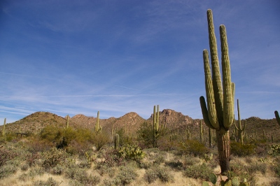 picture of Sonora Desert taken by Dana Osborne